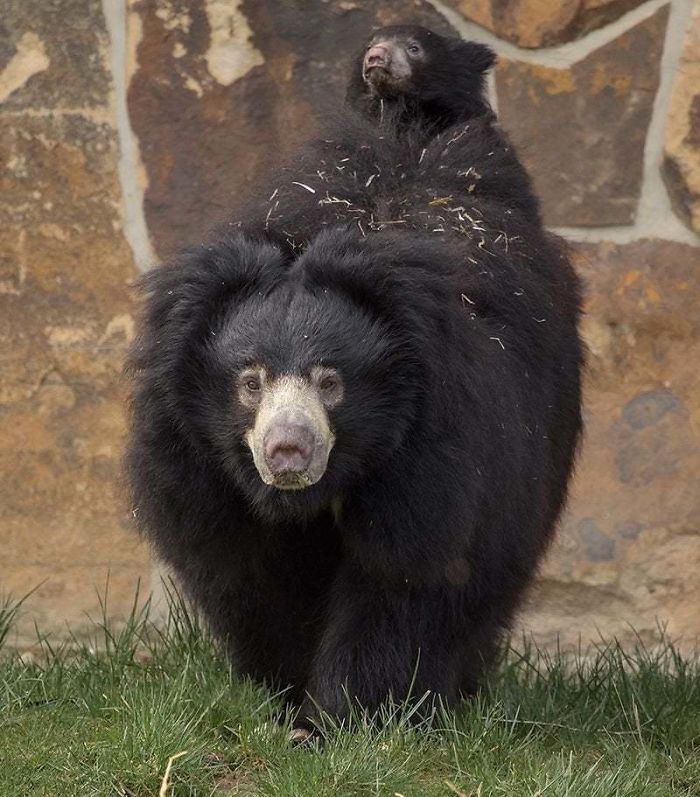 Mother bear with cub on its back in a natural setting, showcasing lesser-known facts about animals that made people say aww.