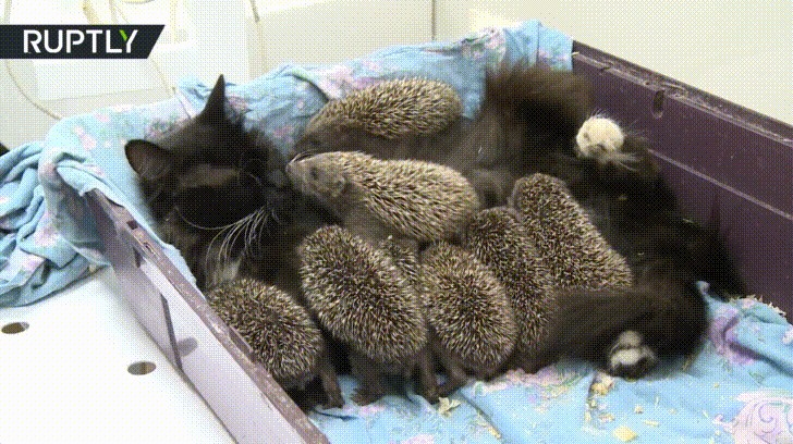 Black cat lying comfortably in a box surrounded by several baby hedgehogs, a charming animal moment that made people say aww.