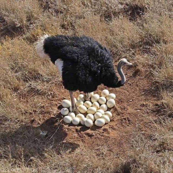 Ostrich standing over a large clutch of eggs in dry grassland, showcasing lesser-known facts about animals.