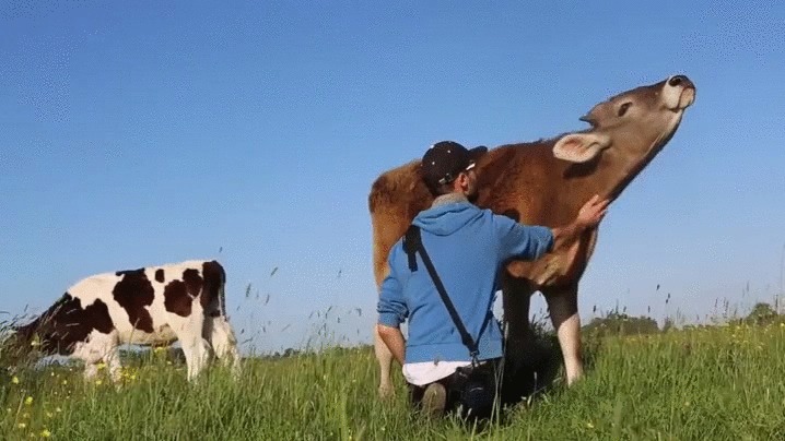 Man gently petting a happy cow in a grassy field, showcasing a lesser-known fact about animals that inspire awe.