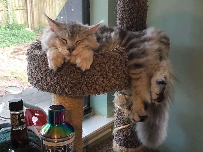 Thor The Polydactyl Maine Coon Showing Off Those Giant Mitts. Almost 8 Months Old