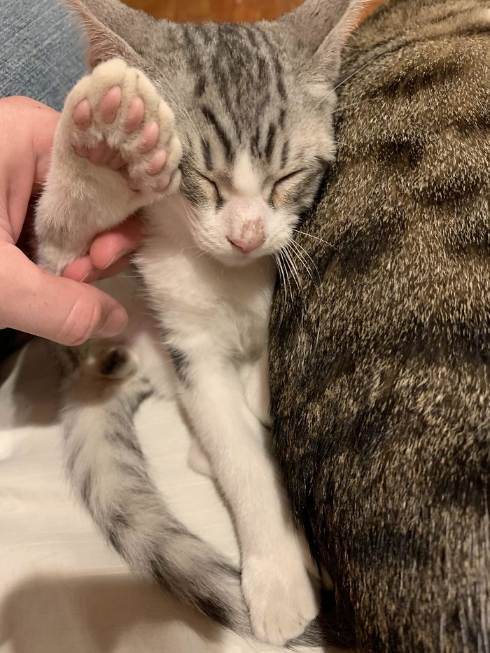 Philo! He’s Our New Kitten That Is Polydactyl. He Has Six Toes On The Back And 5 On Front