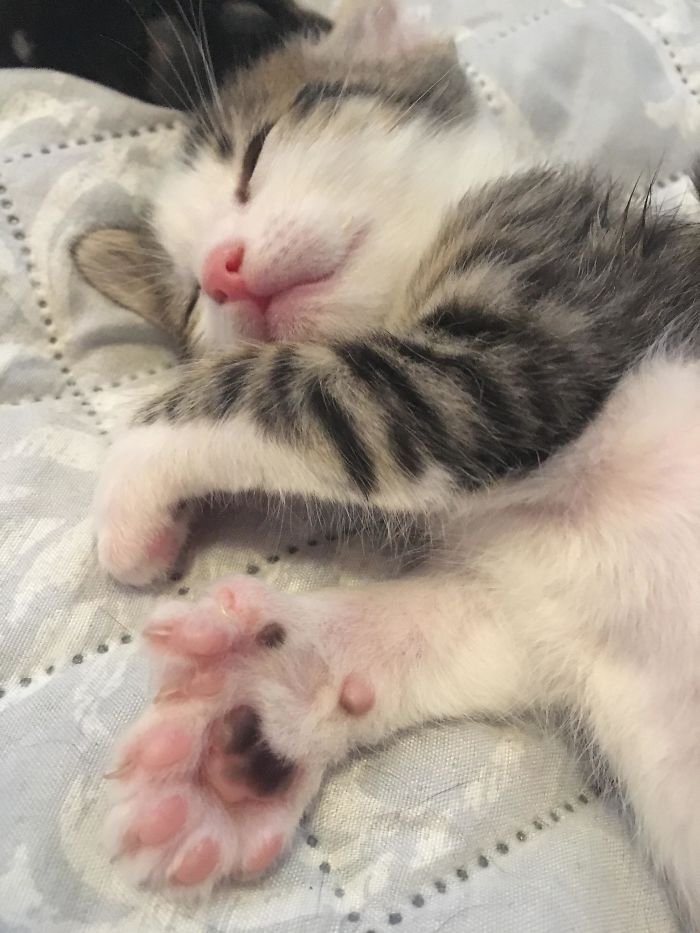 Polydactyl Foster Kitten Beans