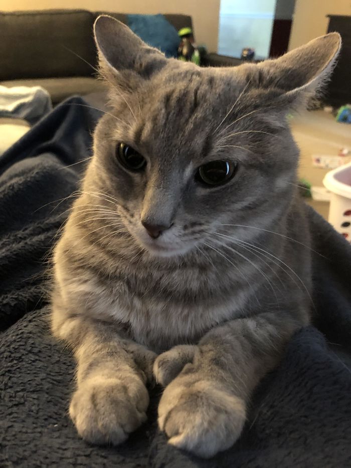Polydactyl Plane. Pilot Does Not Appreciate The Neighbors’ Fireworks