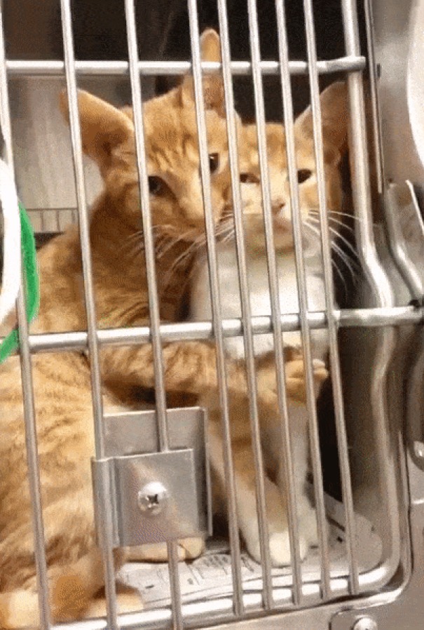 Cat Comforting His Friend At The Vet