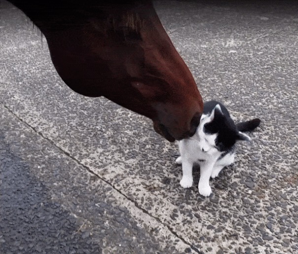 Rare Friendships Are The Best Friendships