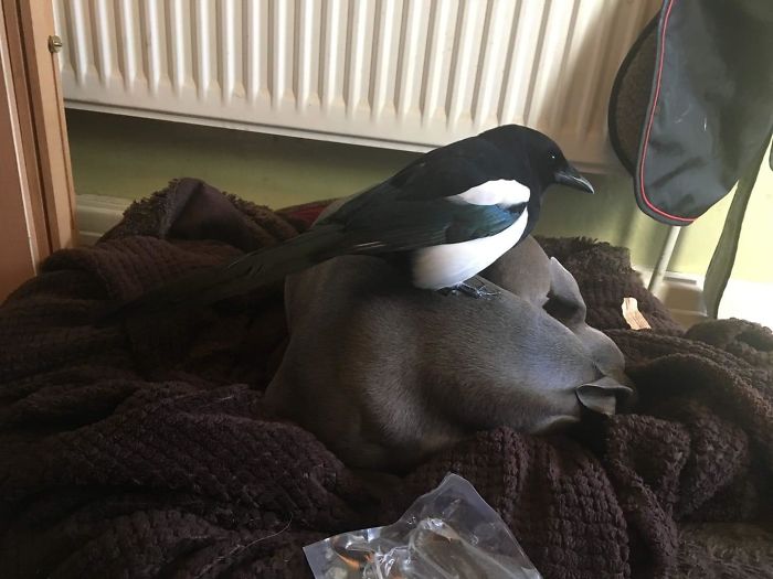 Magpie Mike’s Favourite Perch Is His Best Friend Boo