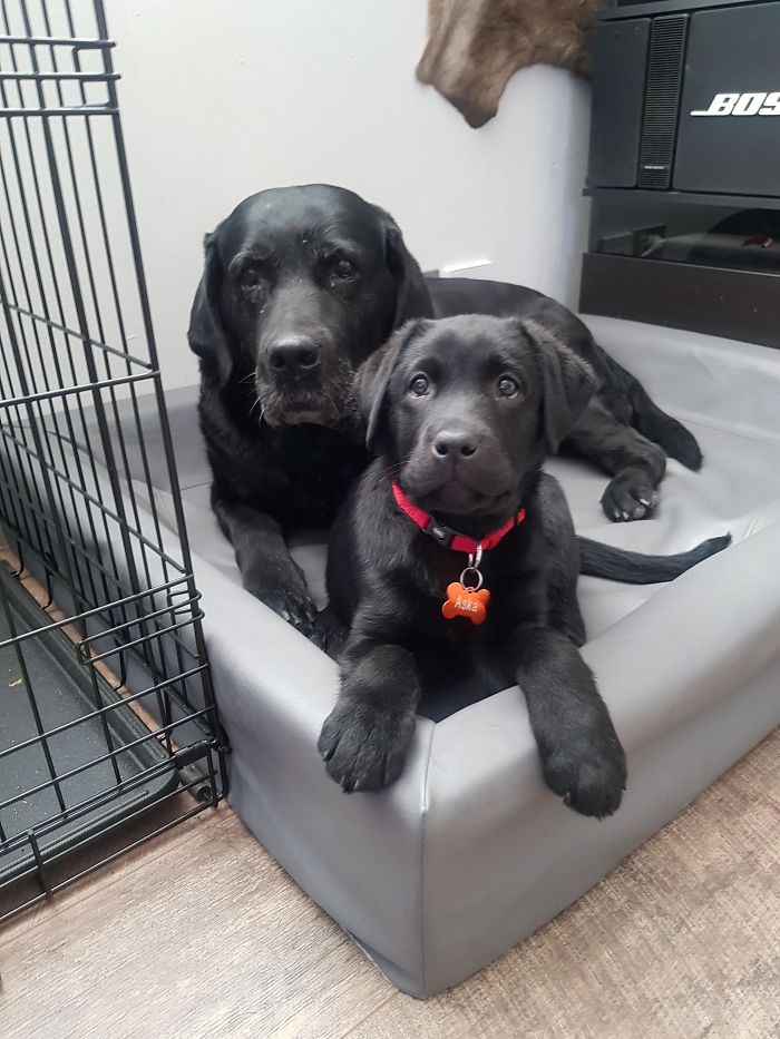 The Beautiful Friendship Of A Senior And A New Pup - Even Though 15 Years Tell Them Apart