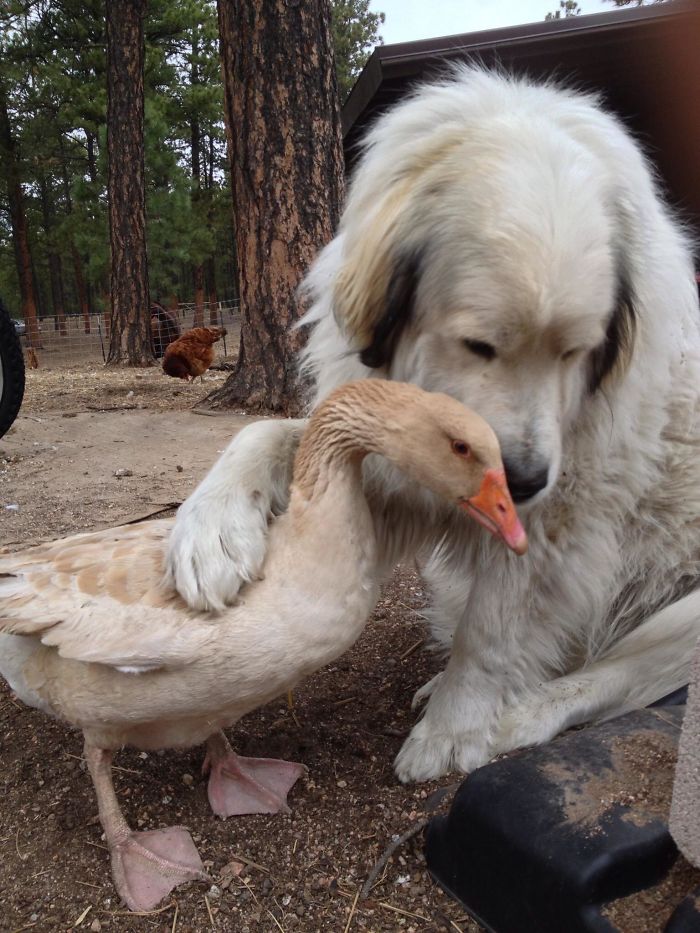 My Dog And Goose Are Best Friends. My Goose Constantly Grooms My Dog
