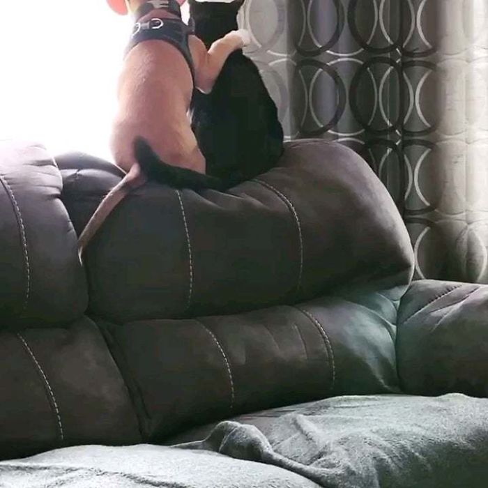 Pup Decided To Join Kitty