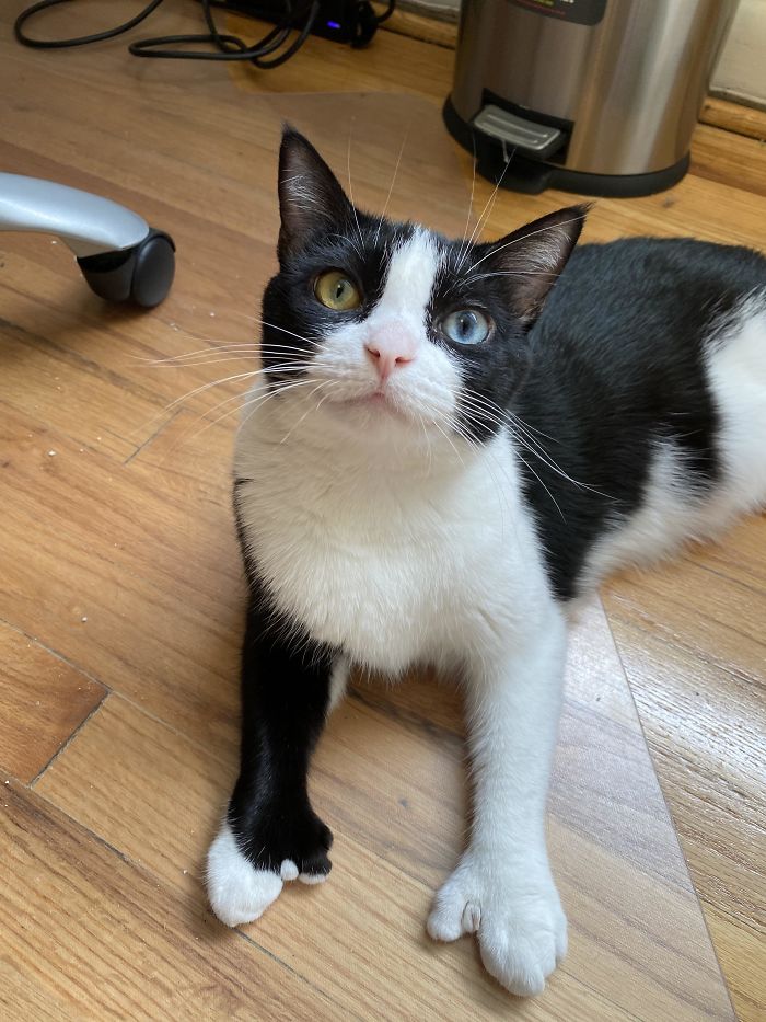 Felina, Showing How Unique She Is