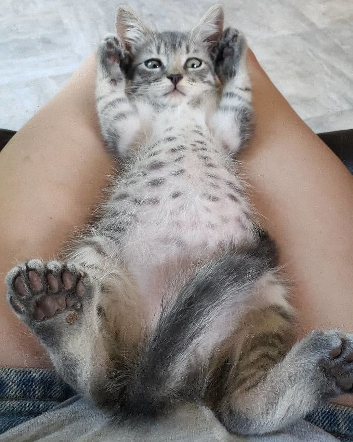 Aunt-In-Law Has A Very Beany Boy With Not Just One, But Two Extra Toes. On Every Paw