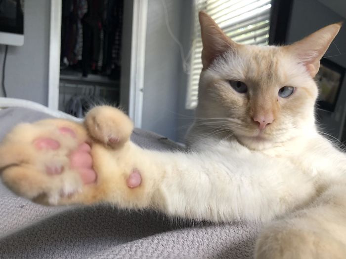 Galileo Pad Thai Has Extra Beans And Would Like To Share