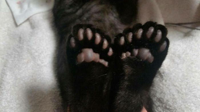 Loki And His Extra Beans