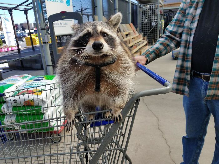 Gary The Trash Panda Visits My Dad At Work