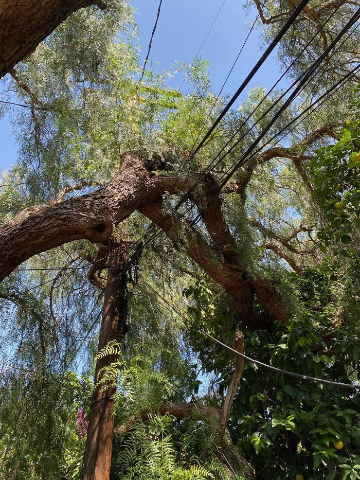 Bizarre-Structural-Inspections