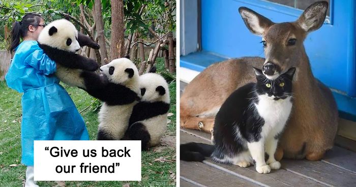 If You Think The World Is Terrible, These 50 Animal Friendships Might Change Your Mind