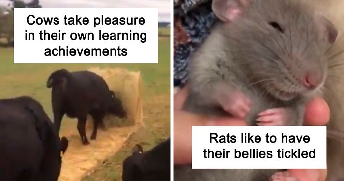Cows enjoying their learning achievements and a rat being gently tickled on its belly showing cute animal facts.