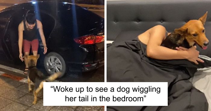 Hungover Guy Wakes Up With A Strange Dog In His Bed, Learns He Adopted Her Last NightHungover Guy Wakes Up With A Strange Dog In His Bed, Learns He Adopted Her Last Night