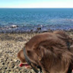 katie-bethwebster avatar