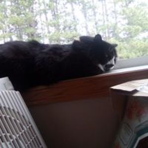 conniewuollet496 avatar