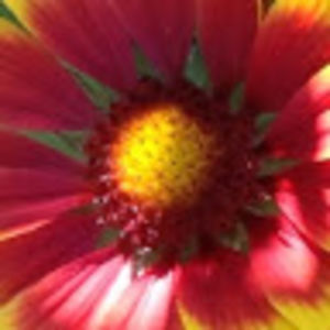 marilynrussell avatar