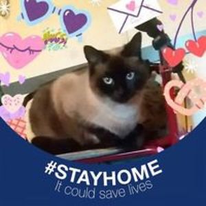 kimberlylatvala avatar