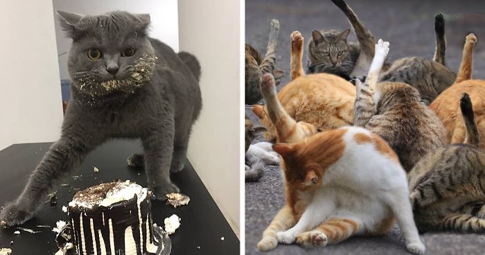 The ‘Unflattering Cat Photo Challenge’ Is Trending And It’s Hilarious How Unphotogenic These Cats Are