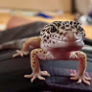 stu-ivypalmer avatar