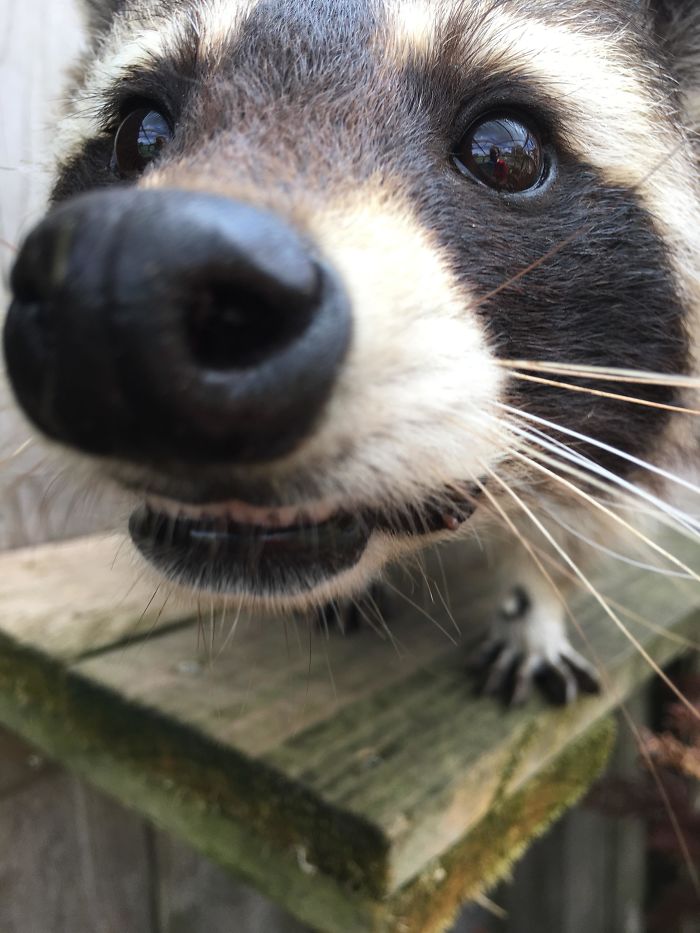 Nosey Trash Panda