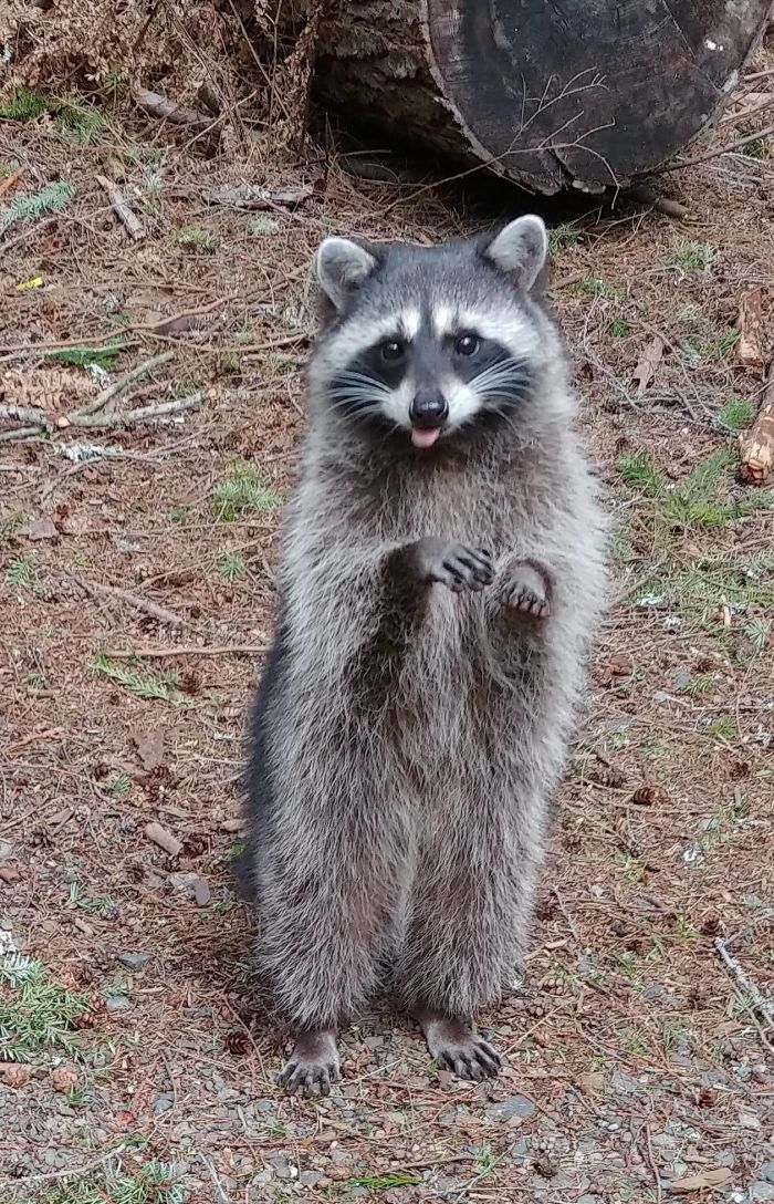 Trash Pandas Are Best Trash Pandas