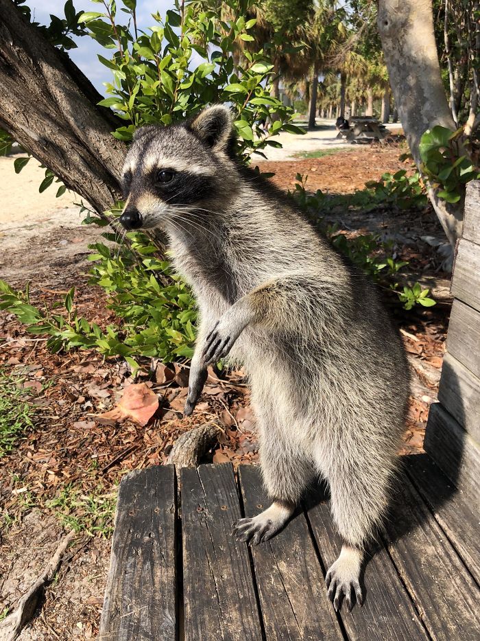 Came Up To Me Hoping For Some Fries