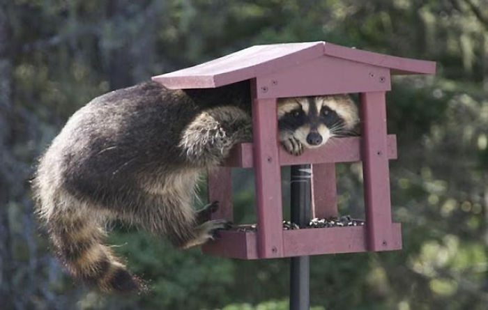 You Probably Can't See The Trash Panda In This Picture Because He's So Good At Hiding But I Assure You There Is A Trash Panda In This Pic