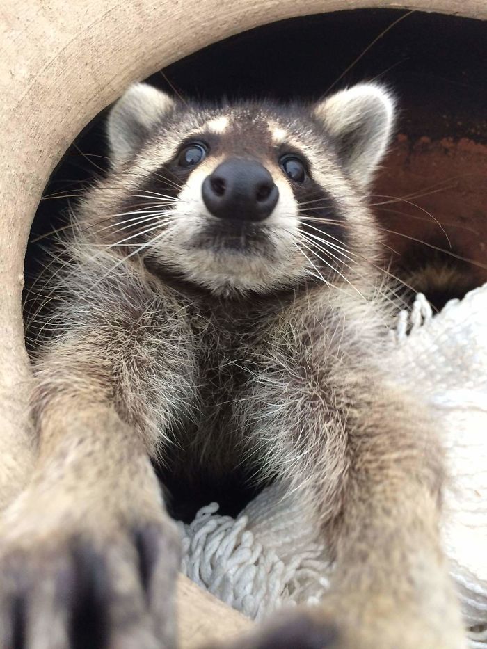 Trash Panda Selfie