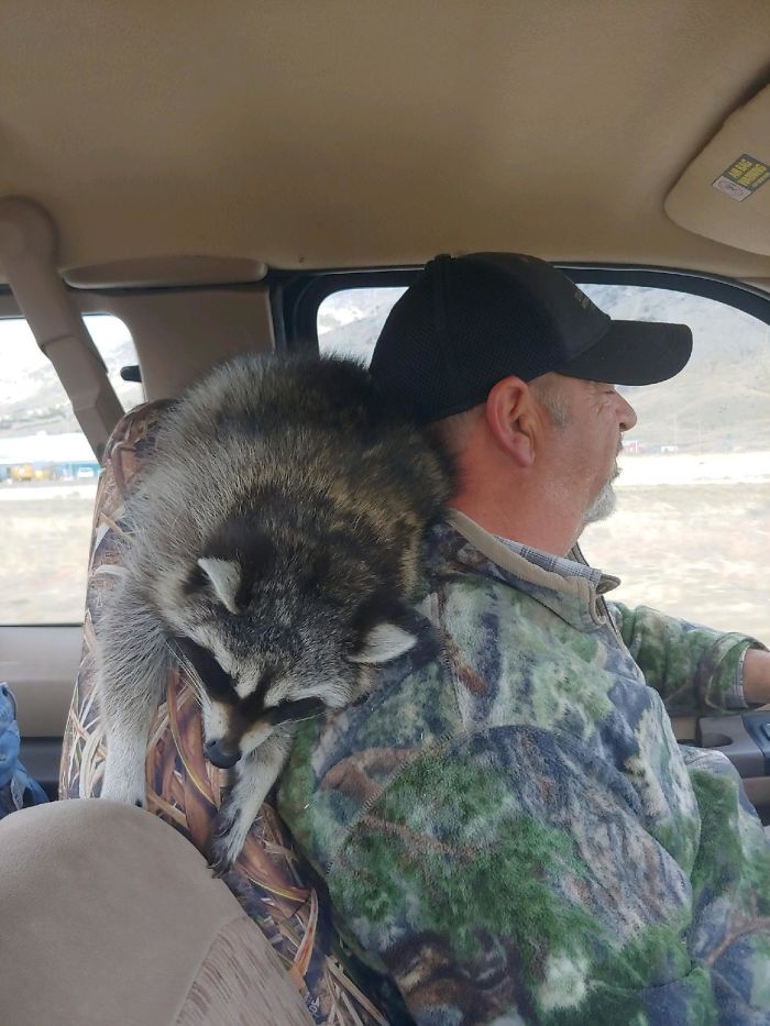 Going On A Short Drive. This Is Where She Thought She'd Get The Best Nap