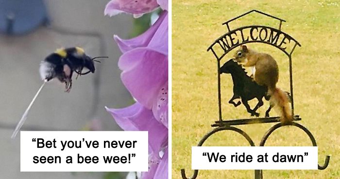 This Facebook Group Is All About Crappy Wildlife Photos And They Are So Bad They’re Good (50 Pics)