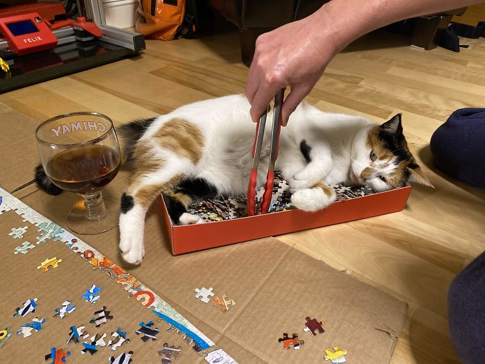 My Wife Just Wanted To Do Her Jigsaw Puzzle Without Being Bitten