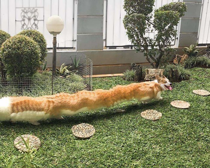 Sunday Walkies With Corgo