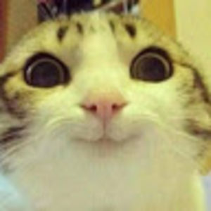 sophiaperillo_1 avatar