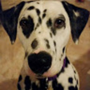 rozglickknight avatar