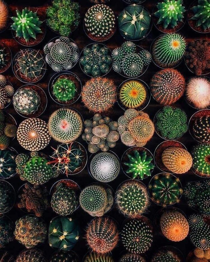 These Cactuses Look Like Fireworks
