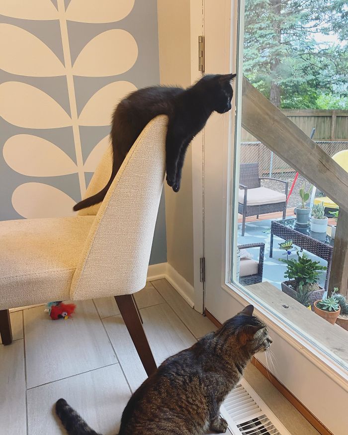 Watching The Squirrels 🤣