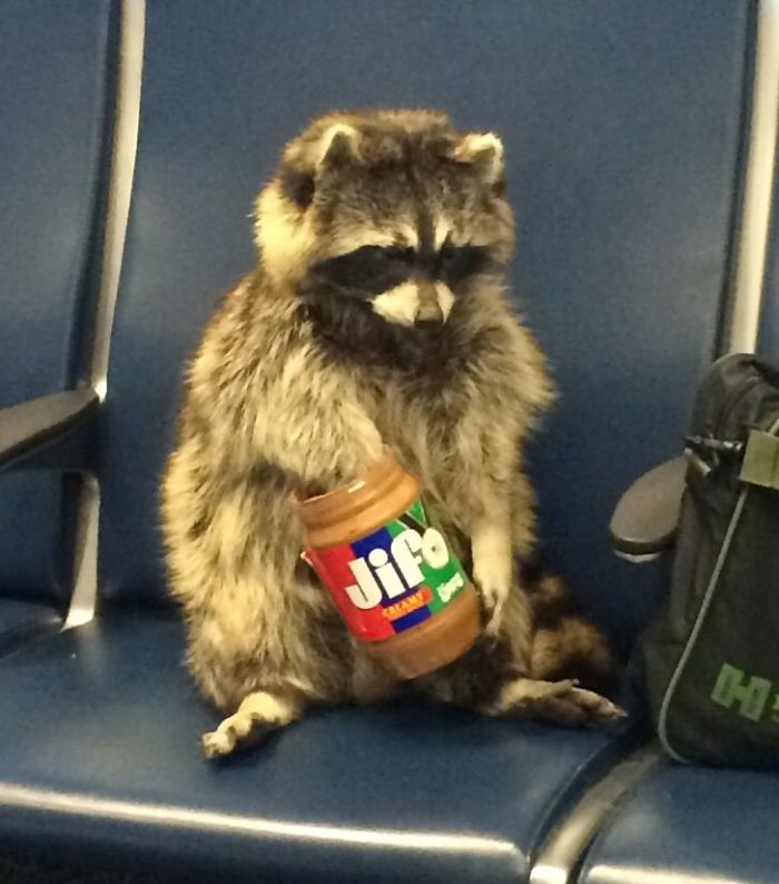 This Trash Panda Eating Peanut Butter