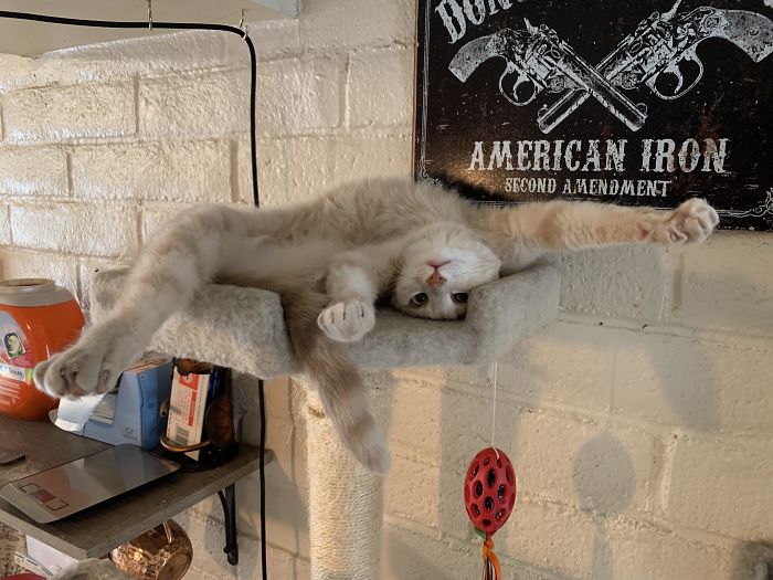 Someone Likes Her Post-Vet-Visit Drugs