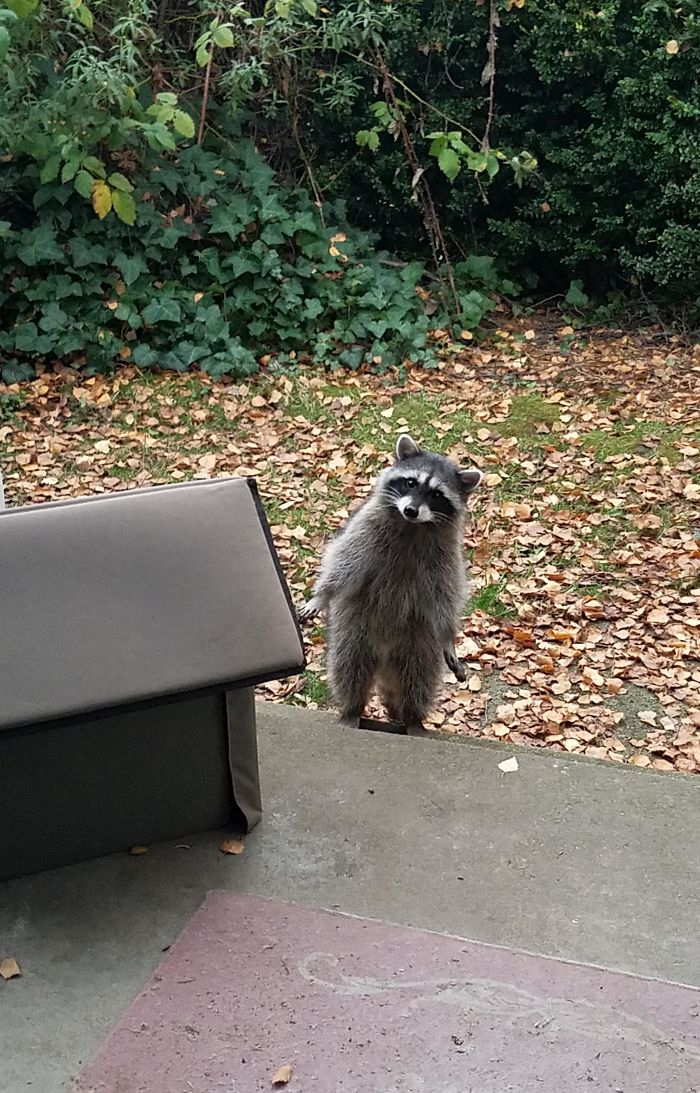 He's A Curious Little Fella