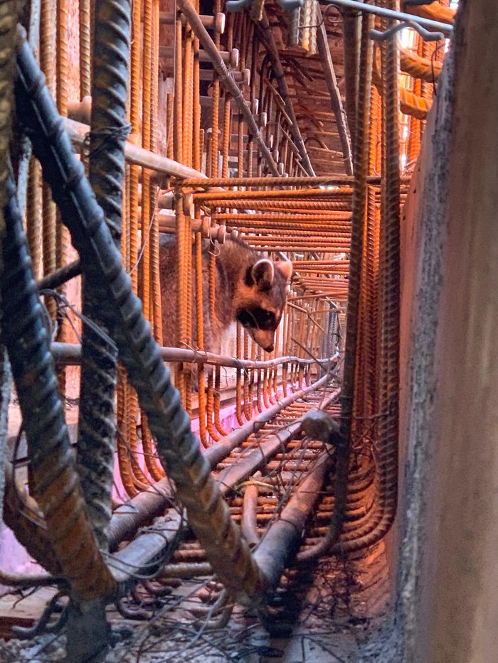 Inspector Is Furrier Than I Remember