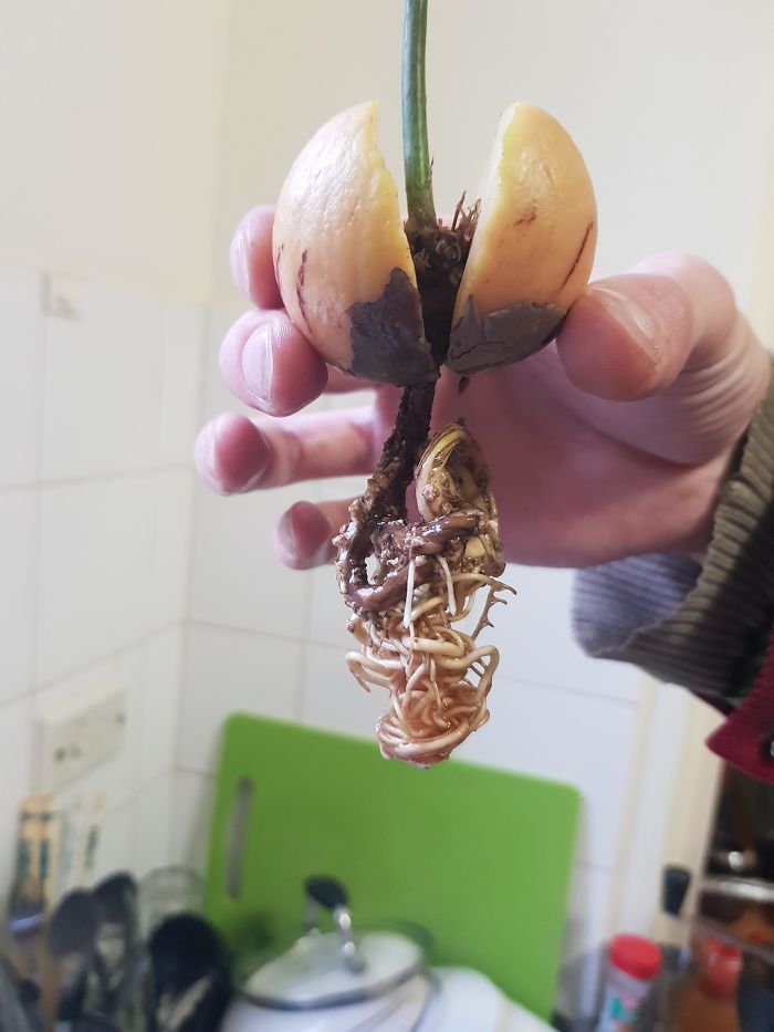 What Happens If You Leave Your Avocado Seed In A Shot Glass Of Water For Too Long