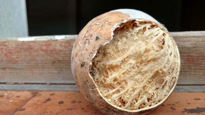 This Is What Happens To A Gourd If Left In An Extremely Dry Climate. Found In Southeast Colorado