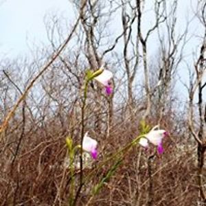 cindy_lizarraga avatar