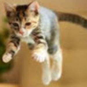 anguscarnegie avatar